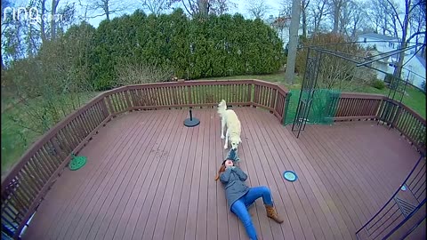 Ring Video Cameras Catching Animals doing Funny Things #ringvideodoorbell #funnyanimals #animals