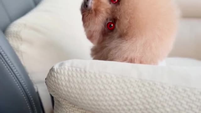 The red-eyed pet cocked his head at me