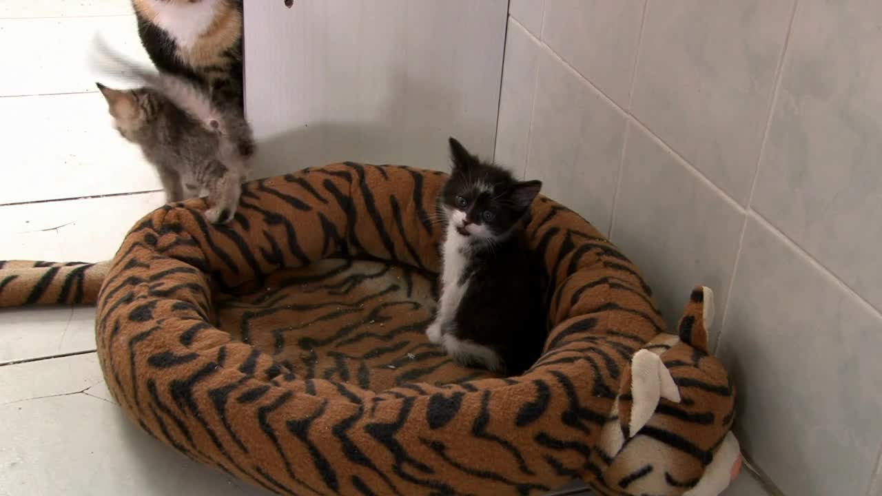 Three Baby Kittens in Bed