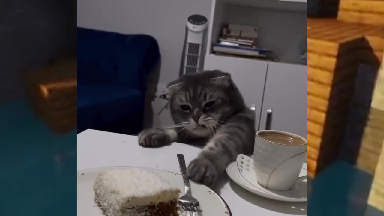 Hungry Cat😂