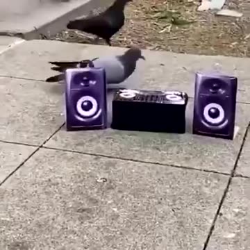 Today, June 13, it’s officially National Pigeon Day!