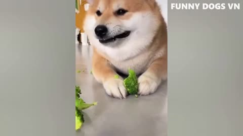 funny animal videos, funny dogs and cats 2022