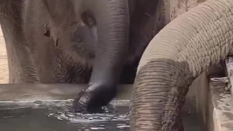 Elephant playing