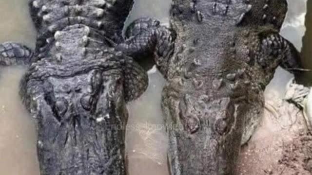 The Difference between crocodiles