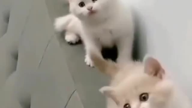 Cute Cat Videos