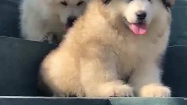 Cute and funny dogs sitting on the stairs ☺️