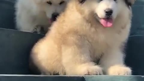 Cute and funny dogs sitting on the stairs ☺️