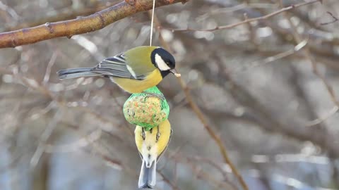 Birds Tits Blue Tit Great Tit Wind Grain Eating