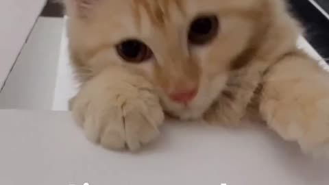 Cute cat