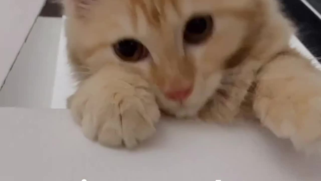 Cute cat