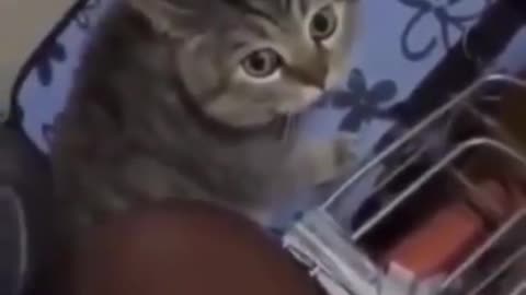 Funny cat meowing