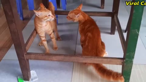 cats funny video