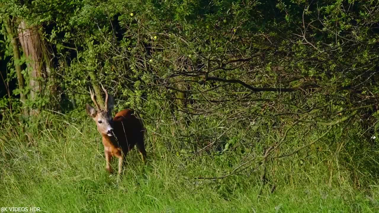 WORLD OF ANIMALS 8K Ultra HD – Animals Around The Planet with REAL Nature Sounds (1)