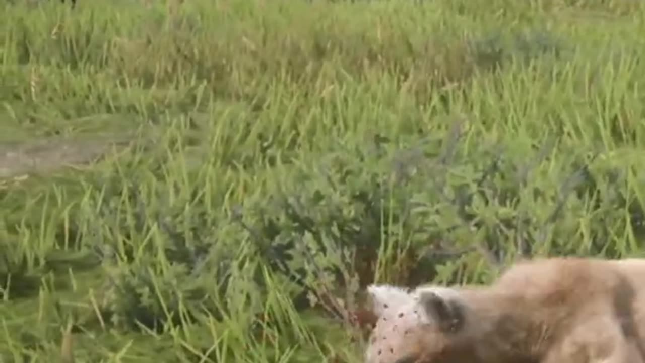 Funny Video