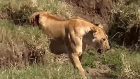 Most Amazing Moments of Wild Animals