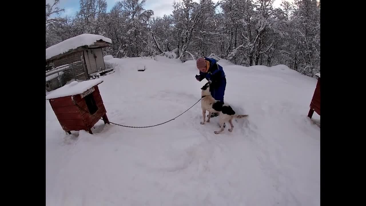 DOGS ENJOYING THE SNOW !!!