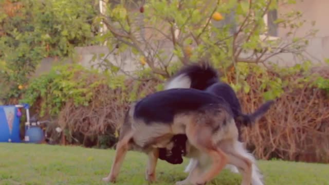 Two Dogs Playing With One another