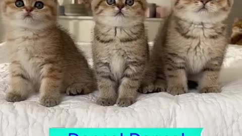 Kittens Dance