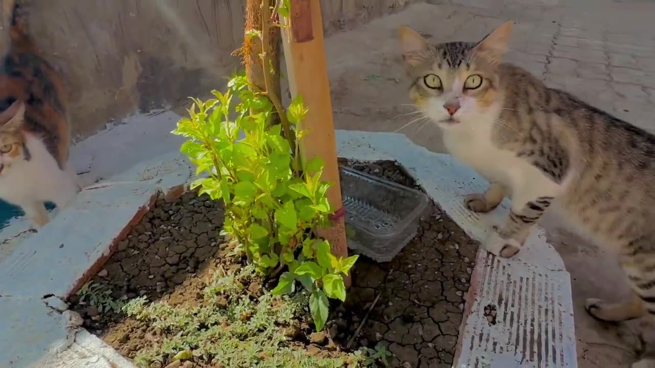 You can make a house for cats next to your house|| Many cats will come to greet you.