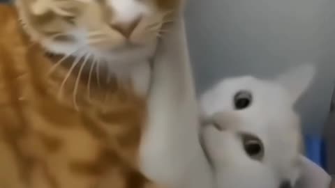 So funny cats