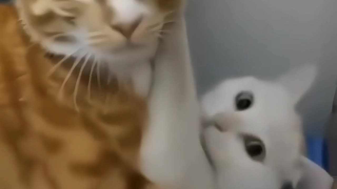 So funny cats