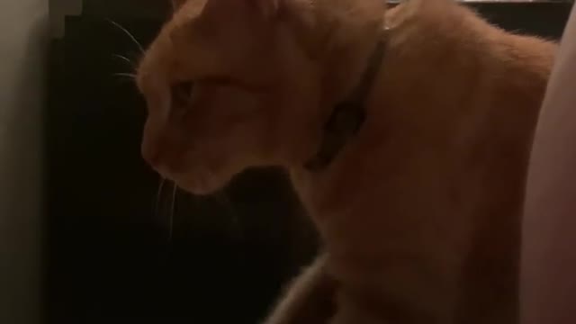 This Cat And His Neighbor Become Best Friends