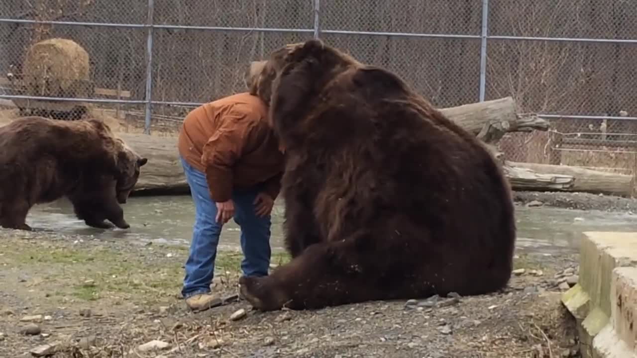 Kodiak bear grabs Jim back