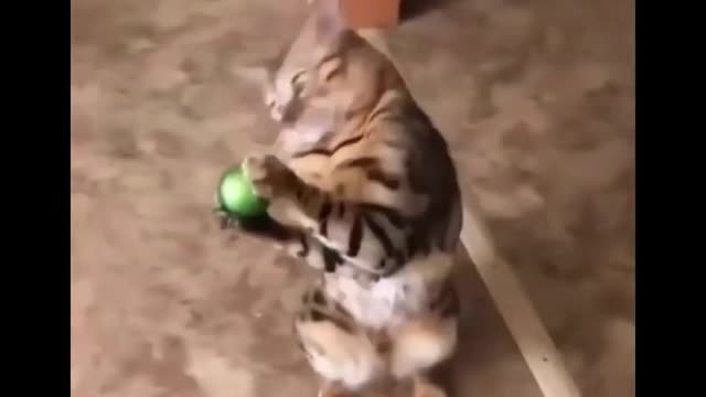 Funny Animal Videos 2022 look at my graceful dance