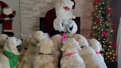 Santa's final stop was an adorable one!🎄🎅🐶