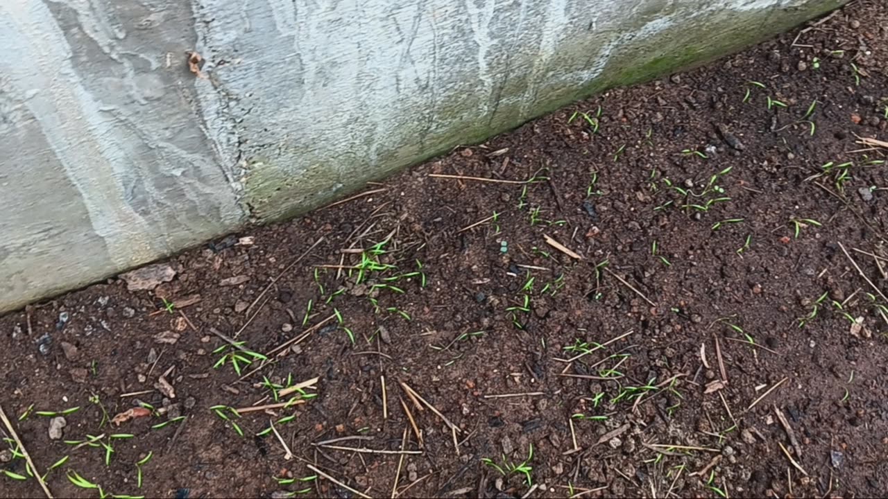 Update: Carrot bed in wallipini!