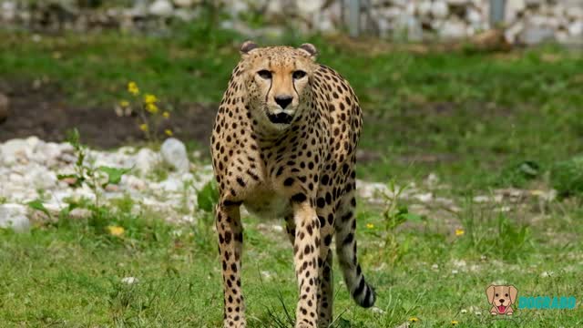 THE BEAUTY OF THE CHEETAH