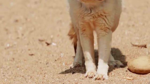 Fennec fox