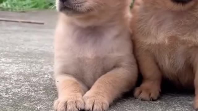 world best lovely dogs HD videos puppies playing | we love dogs - 35