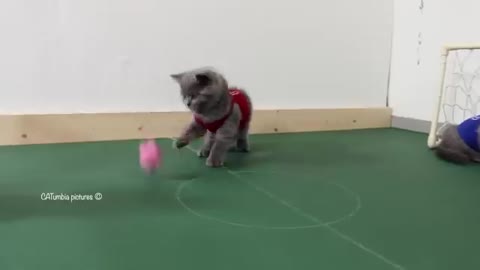 These cats played some good football and everyone was amazed