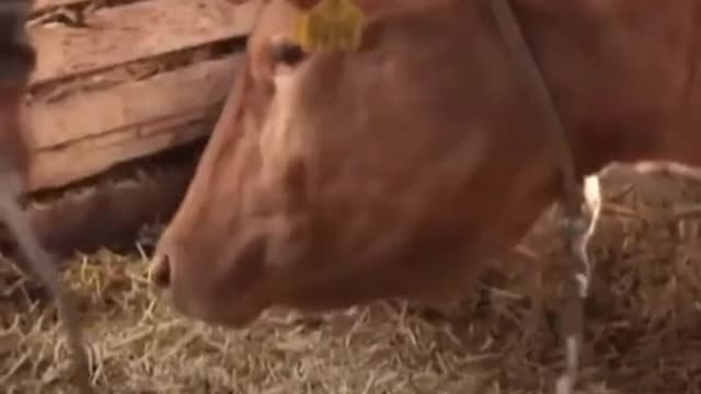 a dog can't survive parting with a cow