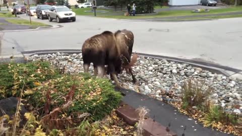 Watch Moose Fight in a Quiet Alaska Suburb _ National Geographic