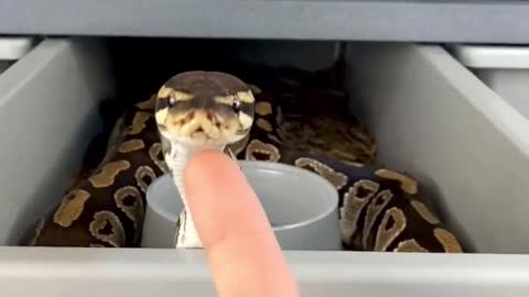 Snake videos