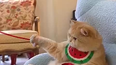 A very smart cat