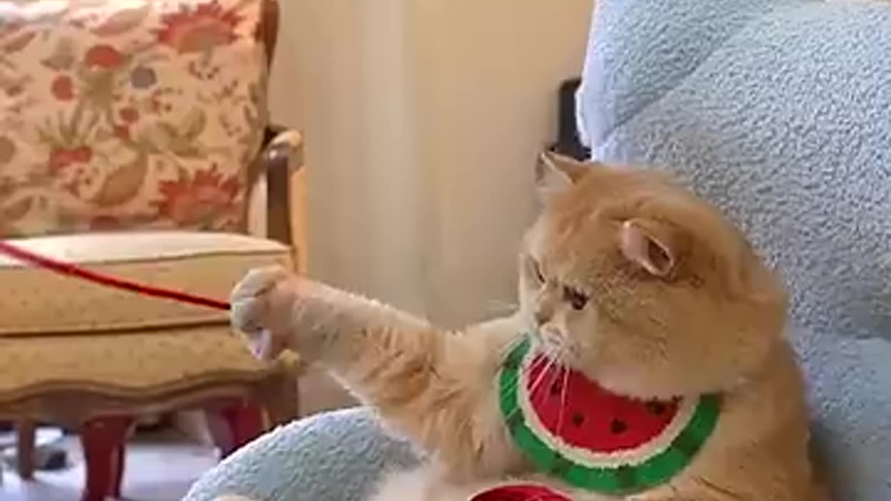 A very smart cat