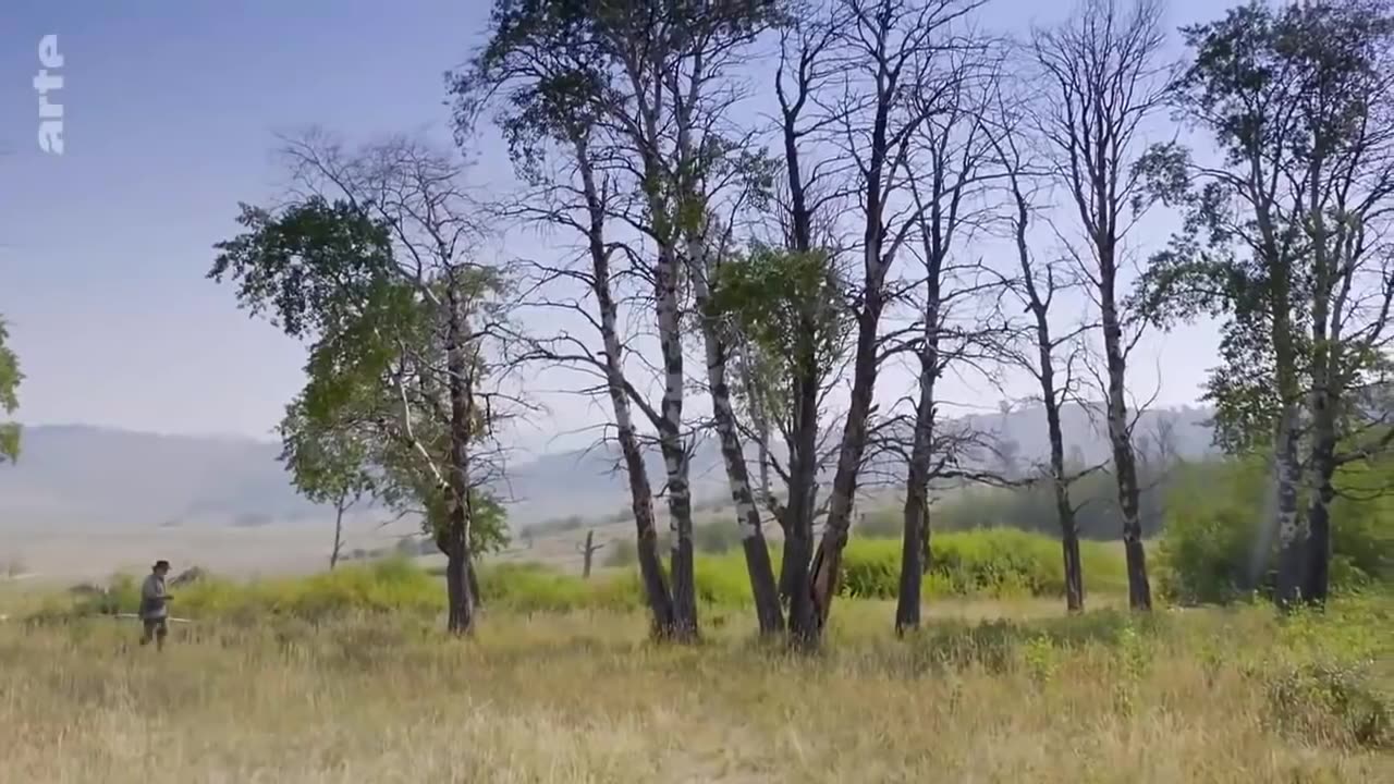 Le retour des loup à Yellowstone