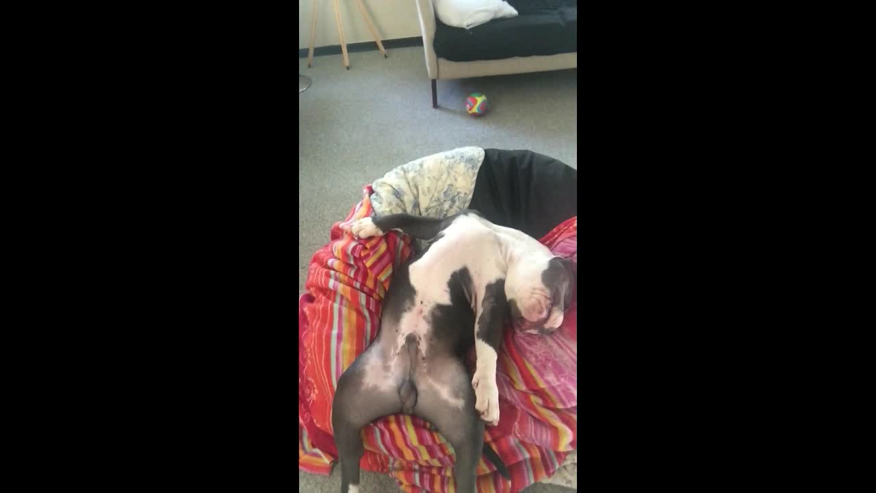 Compilation of American Bulldog's bizarre sleeping habits