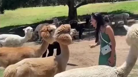 Funny animals video