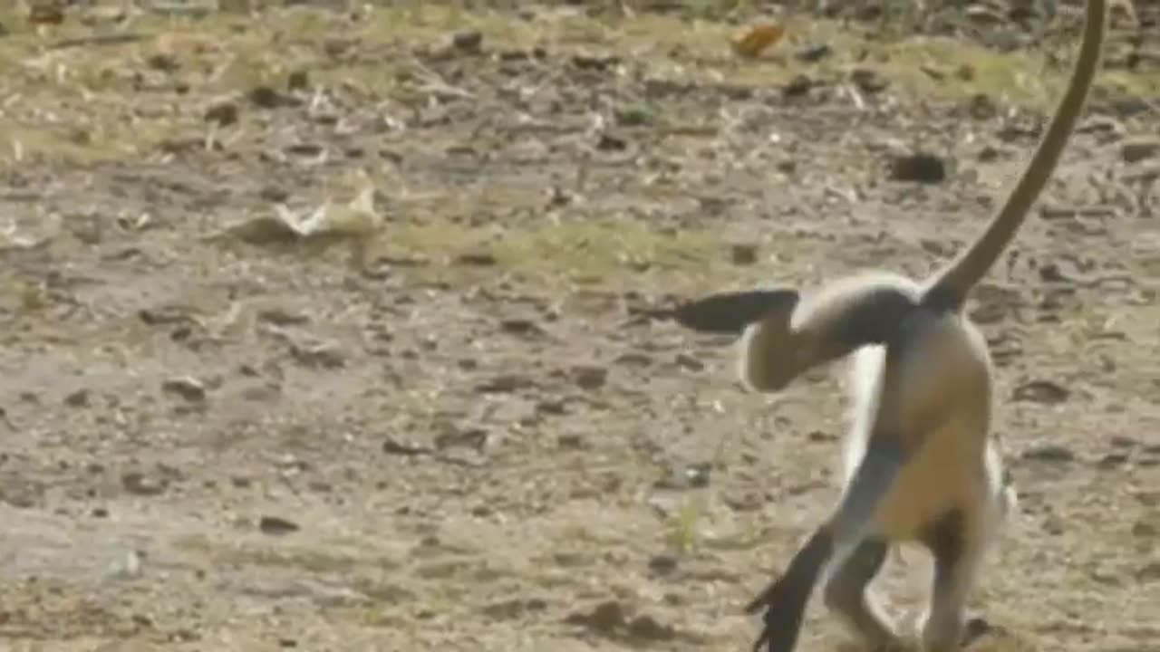 Funniest monkey- cute and funny monkey