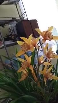 Cymbidium Superfreak
