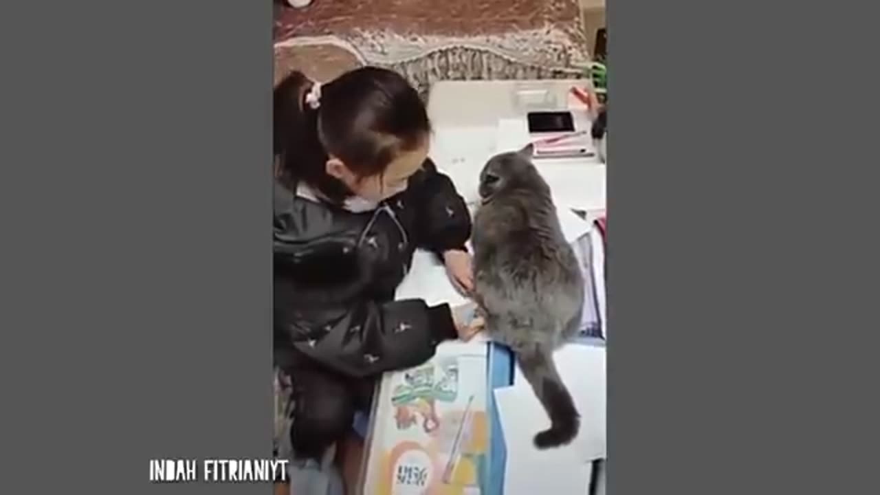 10 minutes funny cat video