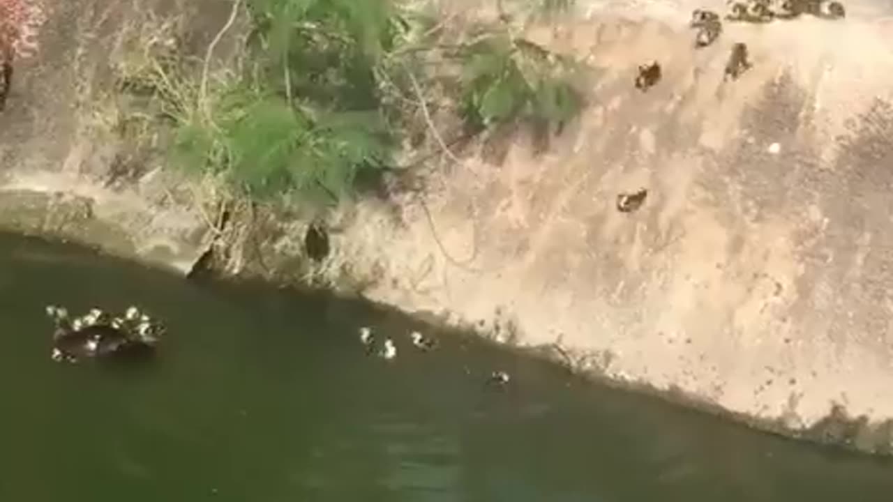 Duck's under training