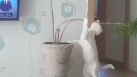 a cat eating leaves standing up