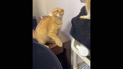 Slap Battle Cat