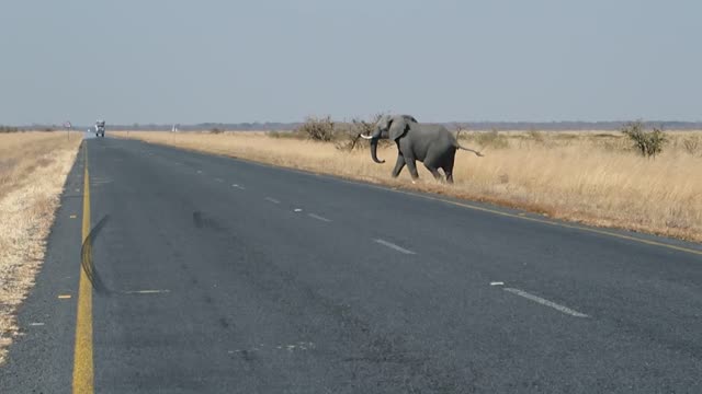 elephant almost got hit by a truck