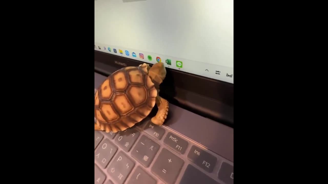 WATCH: Cute Little Turtle Tries to Eat Excel